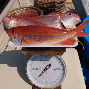 相模湾産天然イトヨリダイ。大サイズ！