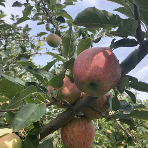 訳あり葉とらずスターキングりんご　5キロバラ詰