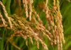 山形置賜飯豊【新米 つや姫】10年連続特A　特別栽培米　令和2年収穫