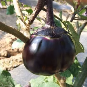 信州伝統野菜「小布施丸なす」（9個入り）