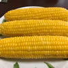 とうもろこし【恵味86】