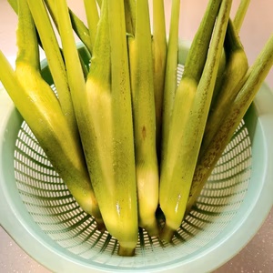 滋賀県産【農薬不使用】マコモダケ　真菰