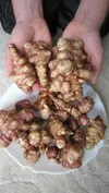 《残りわずか》トピナンブール【カナダ原産赤菊芋】3kg・5kg