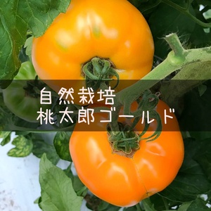 【自然栽培】トマト 桃太郎ゴールド★農薬・肥料不使用｜大玉トマト