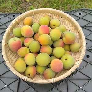 【送料500円引き】和歌山県産 （梅干し向け）小粒南高梅 ５kg