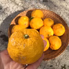 《無農薬、無化学肥料栽培》ビタミンたっぷり、柚子
