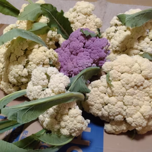 【スティックカリフラワー】カリフローレ　白・紫混合