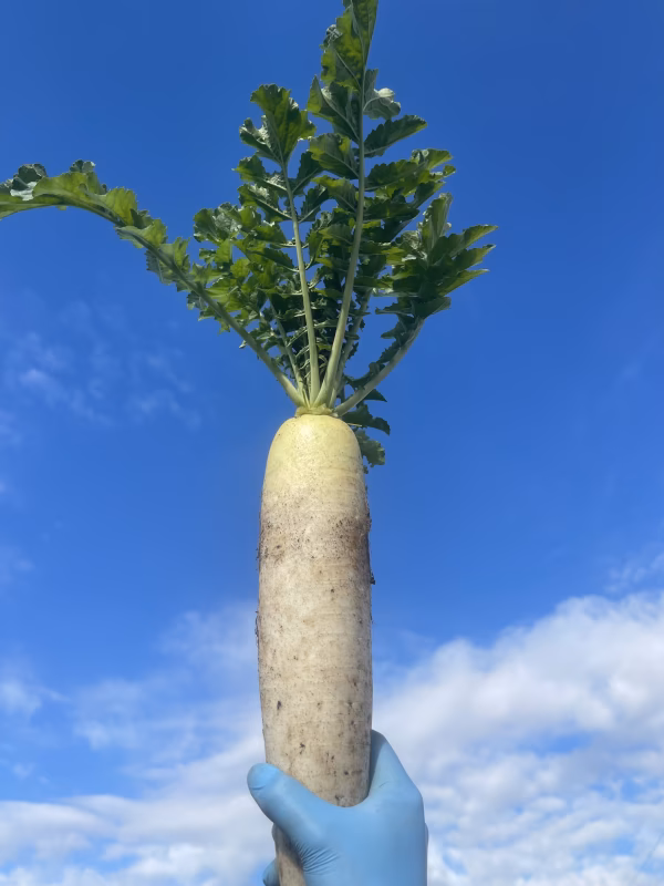 季節の旬の野菜セット80サイズ(常温)