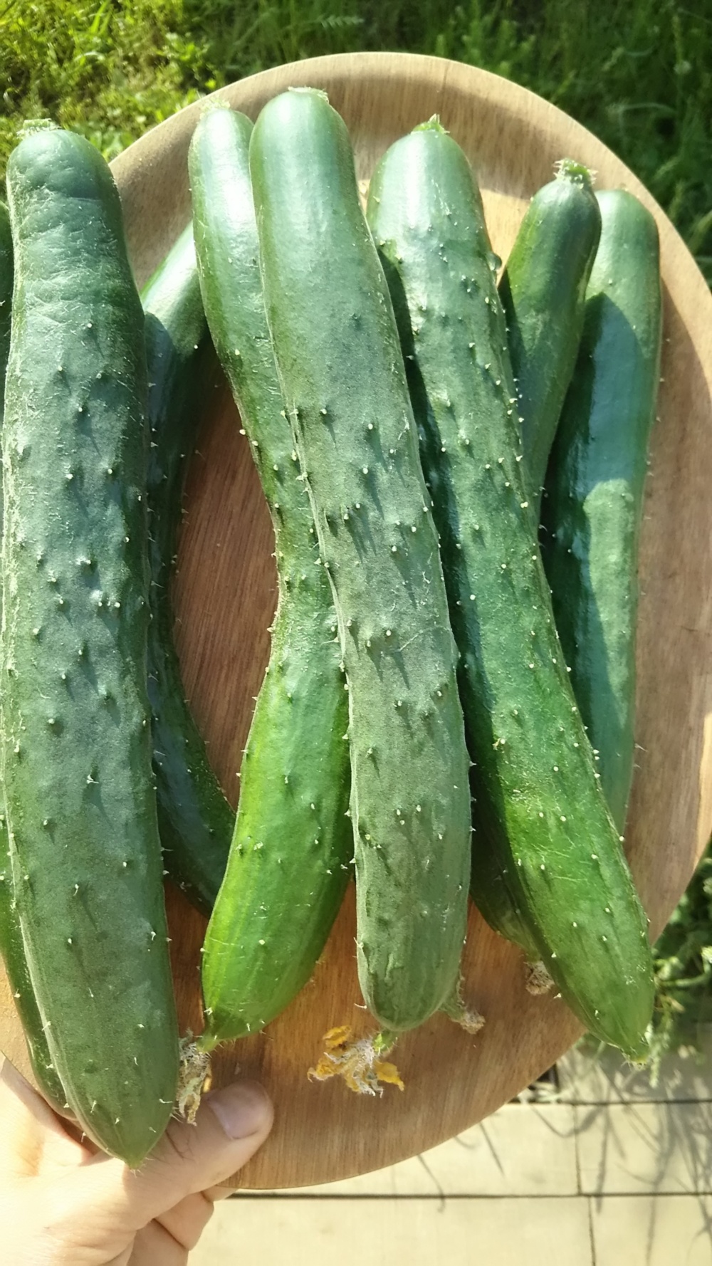 子供に食べさせたい 旬のキュウリ４ ばぁばのモノスゴイ野菜 農家漁師から産地直送の通販 ポケットマルシェ