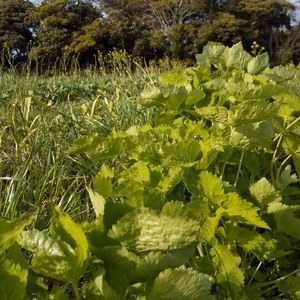 耕さない台地から　24年の畑【気候危機に応じる】やさい 