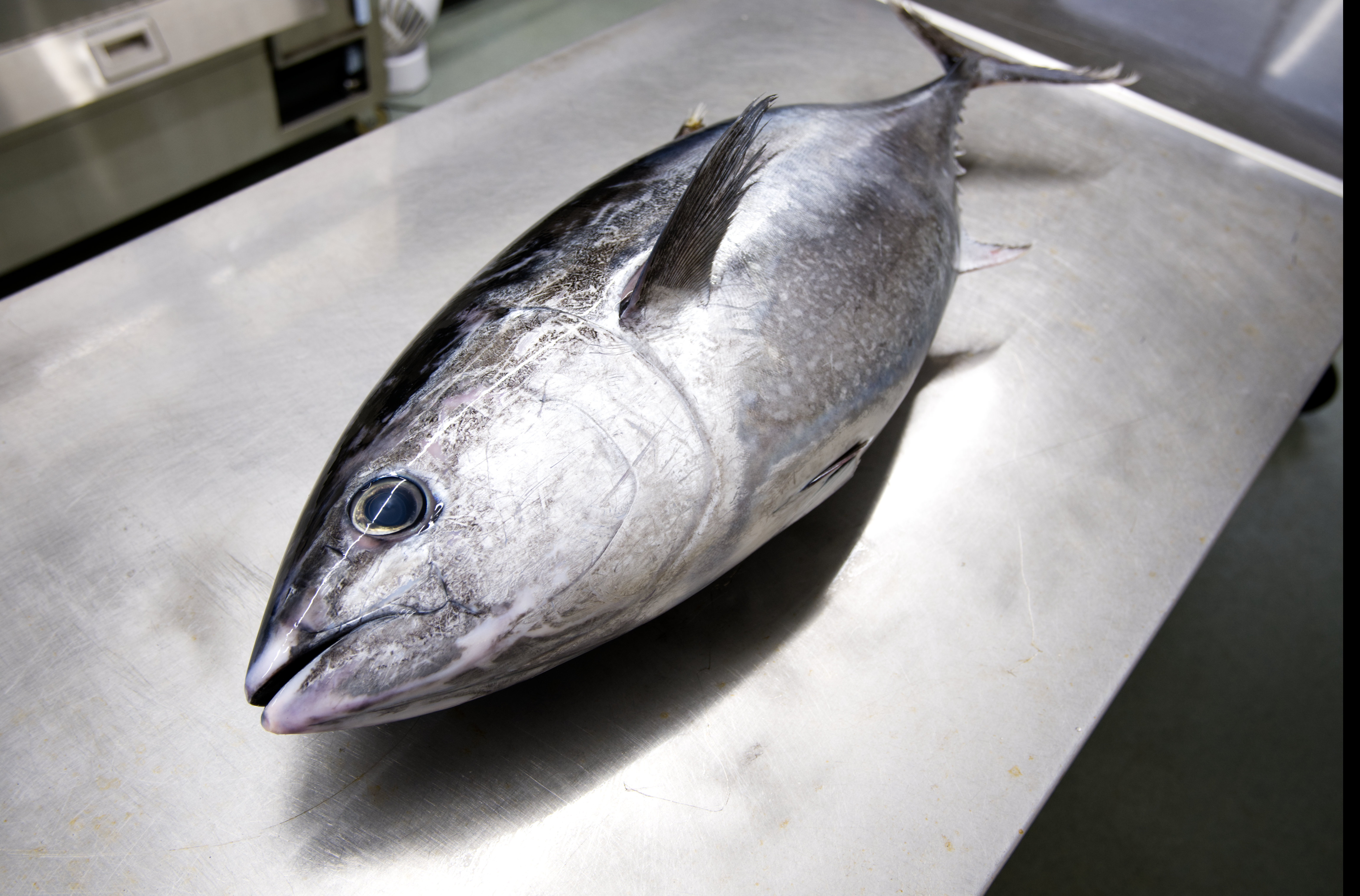 やっぱり美味しい 富山の天然本マグロ 今回はメジマグロ のブロック 皮付き 農家漁師から産地直送の通販 ポケットマルシェ