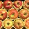 夏りんごと言えば りんご 超訳あり小玉 サンつがる 約1.8キロ 復興 予約特典