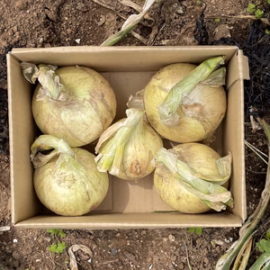 【松島産】新タマネギ