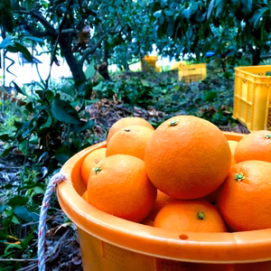 予約便発送後、順次発送！「段畑まどんな」2キロ　ご家庭用