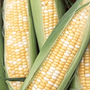 『フルーツコーン』レア品種 糖度16〜20°)