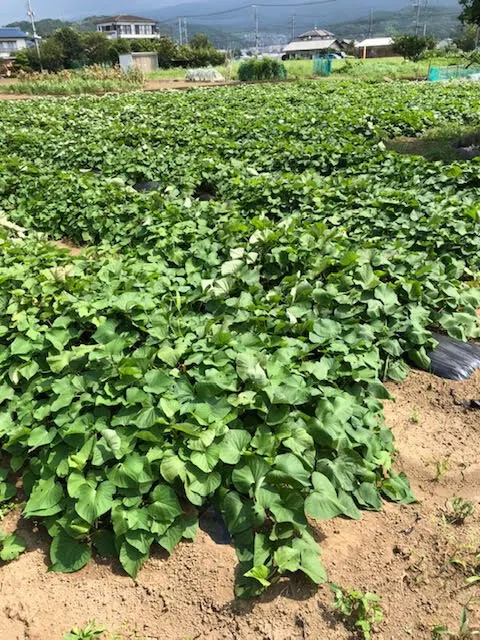 訳あり　中サイズ　紅はるか　詰め合わせ　約1.5kg 　農薬不使用