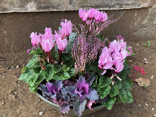 産直!冬を彩るシクラメン(ピンク系)寄せ植え 直径30センチの器