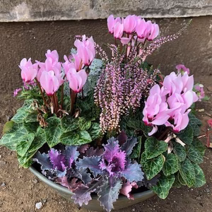 産直！冬を彩るシクラメン(ピンク系）寄せ植え