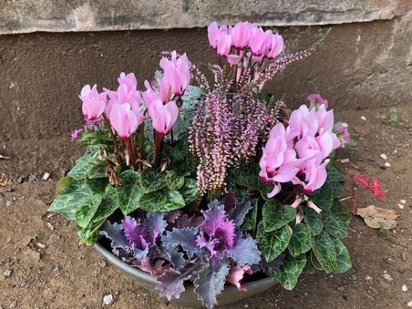 産直！冬を彩るシクラメン(ピンク系）寄せ植え