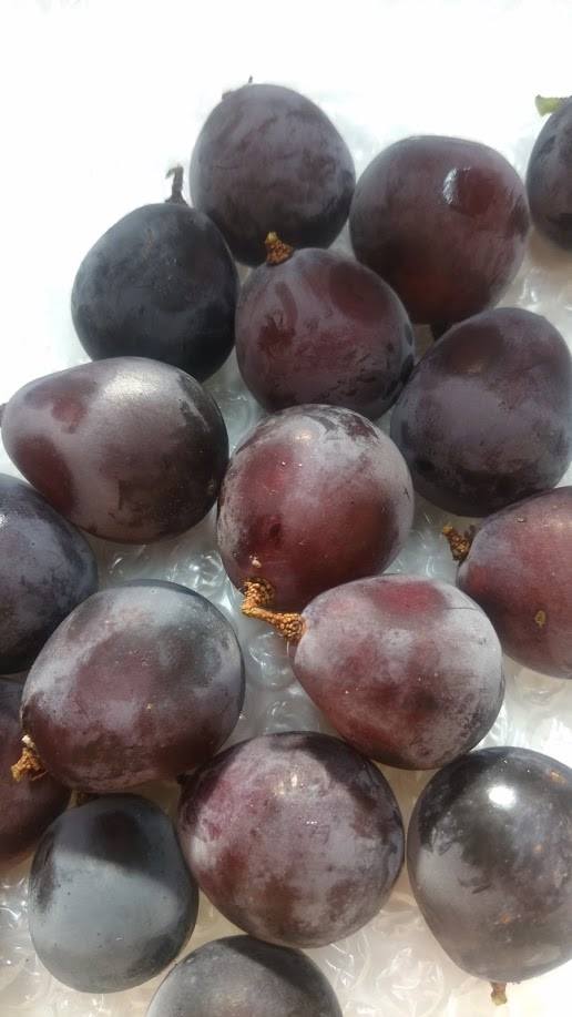 11870864_1047273028624081_6474613084177342488_n