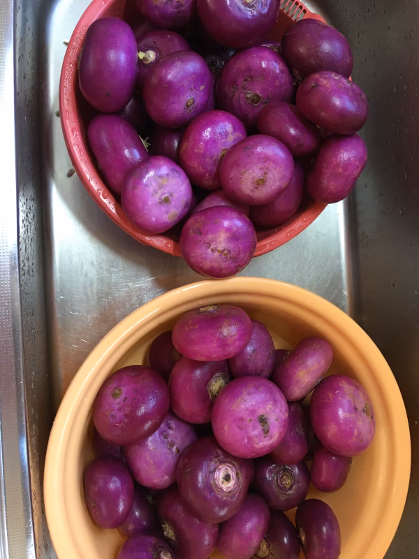 焼き畑の赤カブ漬