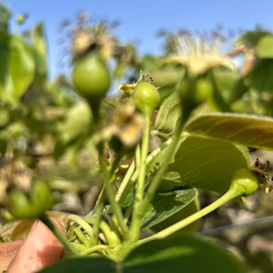 【GWガチ農業体験】梨摘果作業