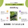 （農薬不使用）朝採り！ズッキーニ