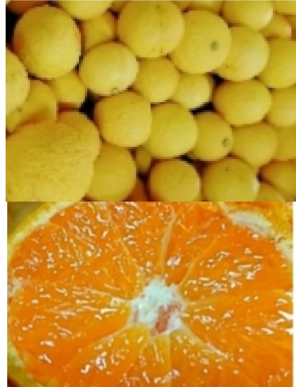 ウサキチさま専用出品 田口早生 3年生 楽天市場】田口早生みかん 3年の通販