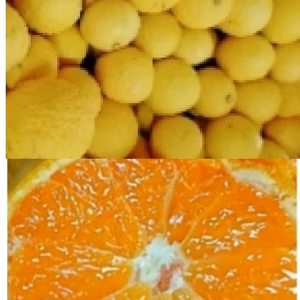 【限定10箱】話題の新品種《黄金ゴールド》＋甘小粒ちゃん《田口早生》セット