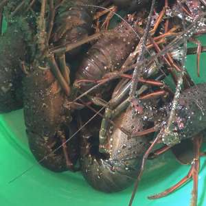 活伊勢海老　千葉県九十九里産　150 g前後2匹と130g前後1匹