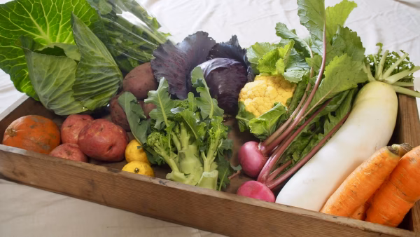 楽しい野菜の宝箱「やさいばこ」（北陸の旬の野菜10品ほど）