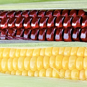 [※10日待ち] 信州産｜大和ルージュと生糖もろこし