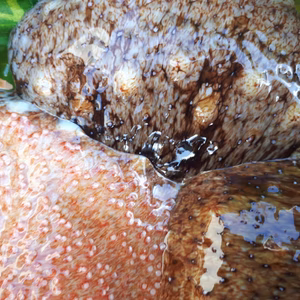 海のめぐみ！なまこミックス！数量限定