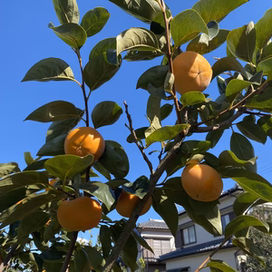 柔らかい柿好き必見　岐阜県産  富有柿 柔らかくなる柿　特別3kg入り