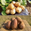 【期間限定】種子島産 新じゃが＆熟成安納芋(Mサイズ)｜旬の味わいセット