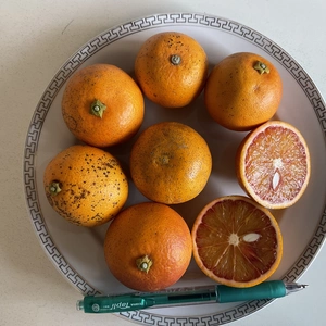 ブラッドオレンジ(タロッコ)小粒B級傷無農薬自然肥料除草剤不使用家庭用　