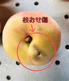 訳あり品　コンポート用　桃　あかつき　クール便