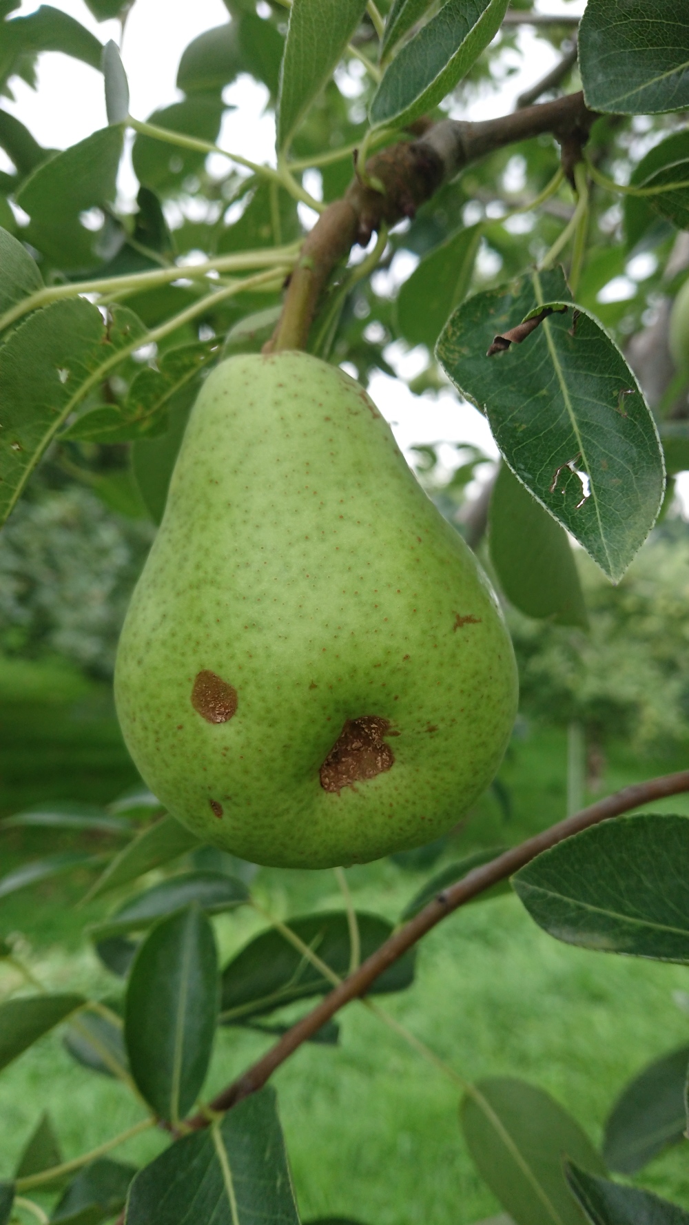 洋梨の通販・お取り寄せ商品｜果物｜ポケットマルシェ｜産地直送で旬の