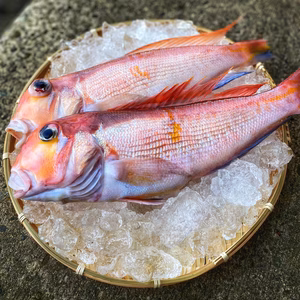 【高級魚】天然甘鯛