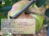 【シナノスイート(はねだし訳あり規格)】当園一番人気10月の甘いりんご♪