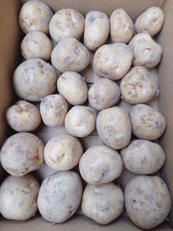 ジャガイモ（男爵）1.8ｋｇ/Ｓサイズ（27～30個入）【農薬不使用】