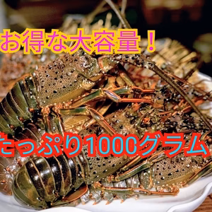 【2024年新物❢】活け〆冷凍伊勢海老1㎏入り