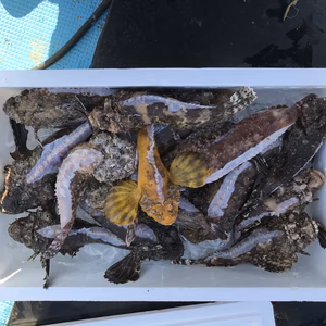 限定1箱！活魚おこぜセット！9匹〜　※漁に出られ次第の発送