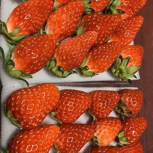 いちごの日感謝セール 家庭用 石垣イチゴ  【 2026.01.15】