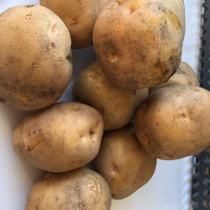 ジャガイモ キタアカリ