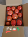 ツゲさんちのうまかトマト 2.5kg 　正規品（大小様々 10～13玉 ）