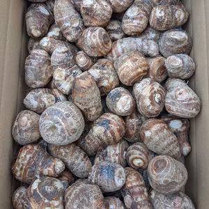 【訳ありでお得!】新潟県長岡産さといも子芋サイズ不揃い品4kg