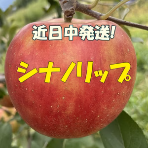 シャキシャキ❗新品種りんご！シナノリップ 約2kg～ 信州りんご