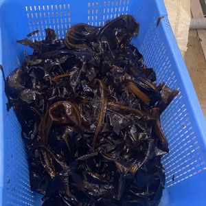 三陸産　初物❣️ 生わかめ　500g入り　刈りたて