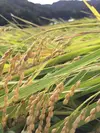 再登場！玄米　令和２年度産　減農薬栽培　京都丹後米こしひかり　